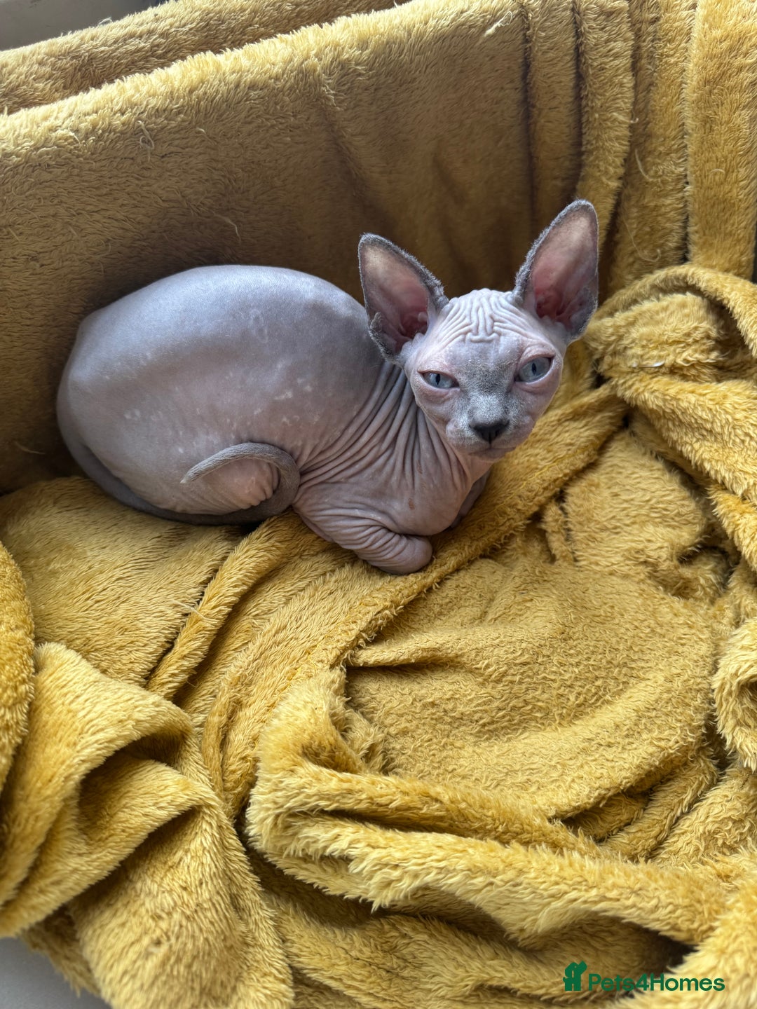 Sphynx cats for sale: 2 Sphynx Girls Ready for Forever Homes - Image 9