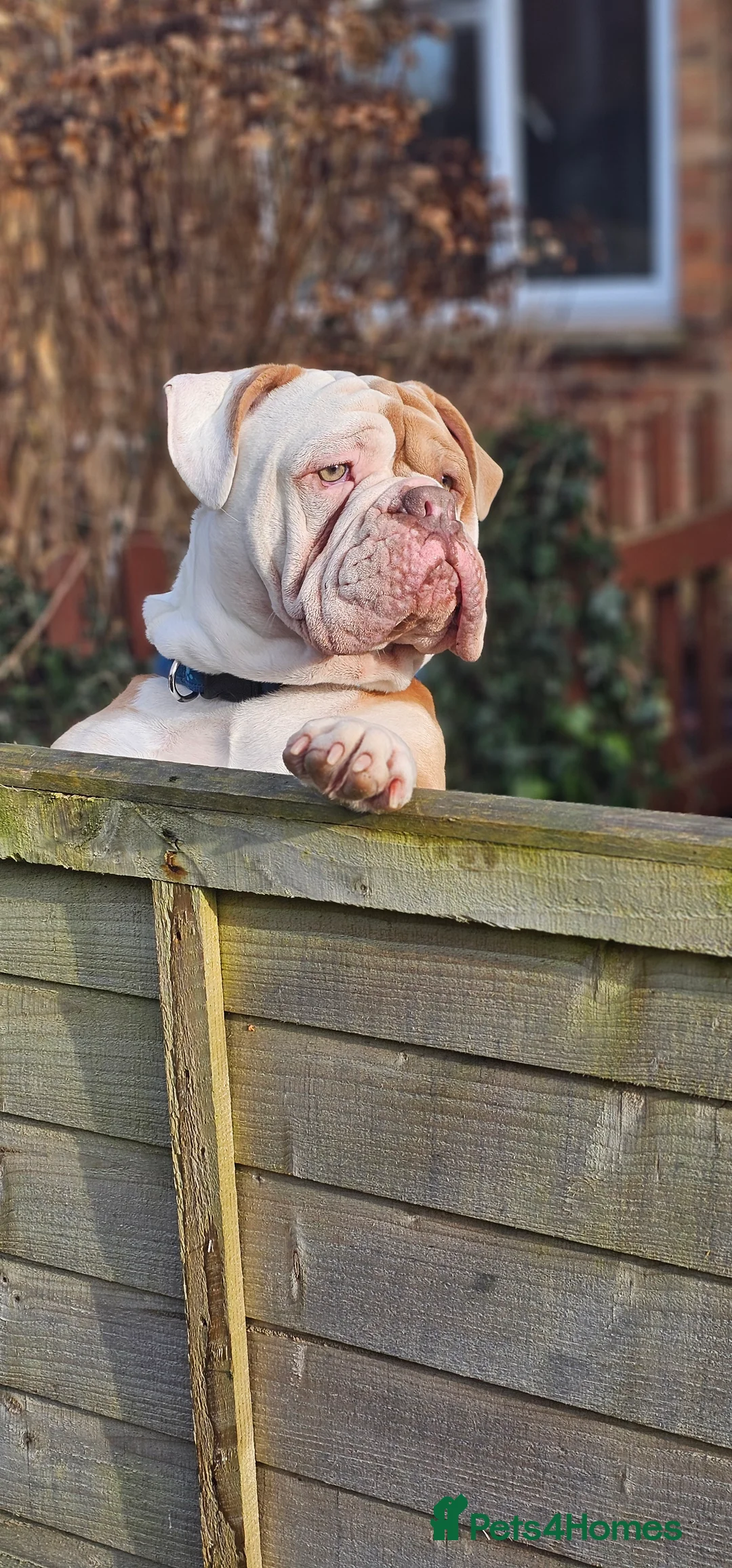 Olde English Bulldogge dogs for stud: Our son aka STITCH beautiful boy for stud aged 2 - Advert 3