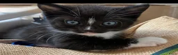 Mixed Breed cats for sale: 6x Part bengal/long haired kittens  - Advert 7
