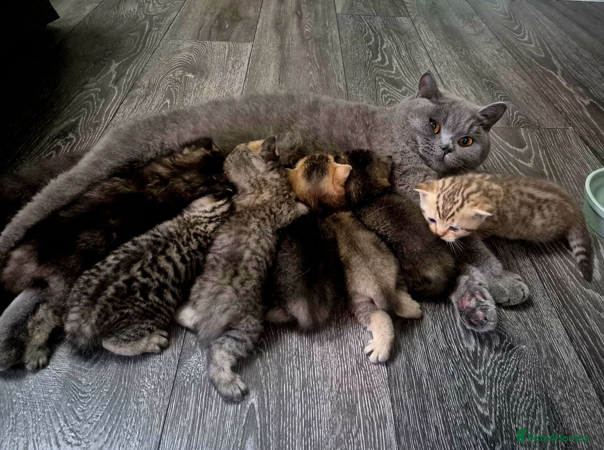 British Shorthair cats Champion bloodline, Health tested,Pedigree BSH - Advert 1