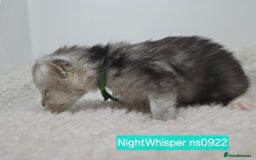 Maine Coon cats for sale: Maine Coon Kittens Silver Imported Shaded Lines - Image 9