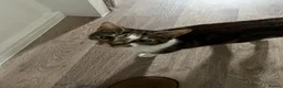 Mixed Breed cats for sale: Cat and 2 kittens looking for a loving home  - Advert 7