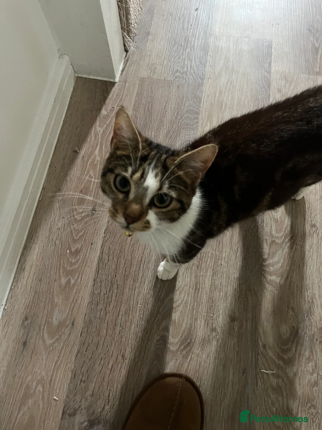 Mixed Breed cats for sale: Cat and 2 kittens looking for a loving home  - Advert 7