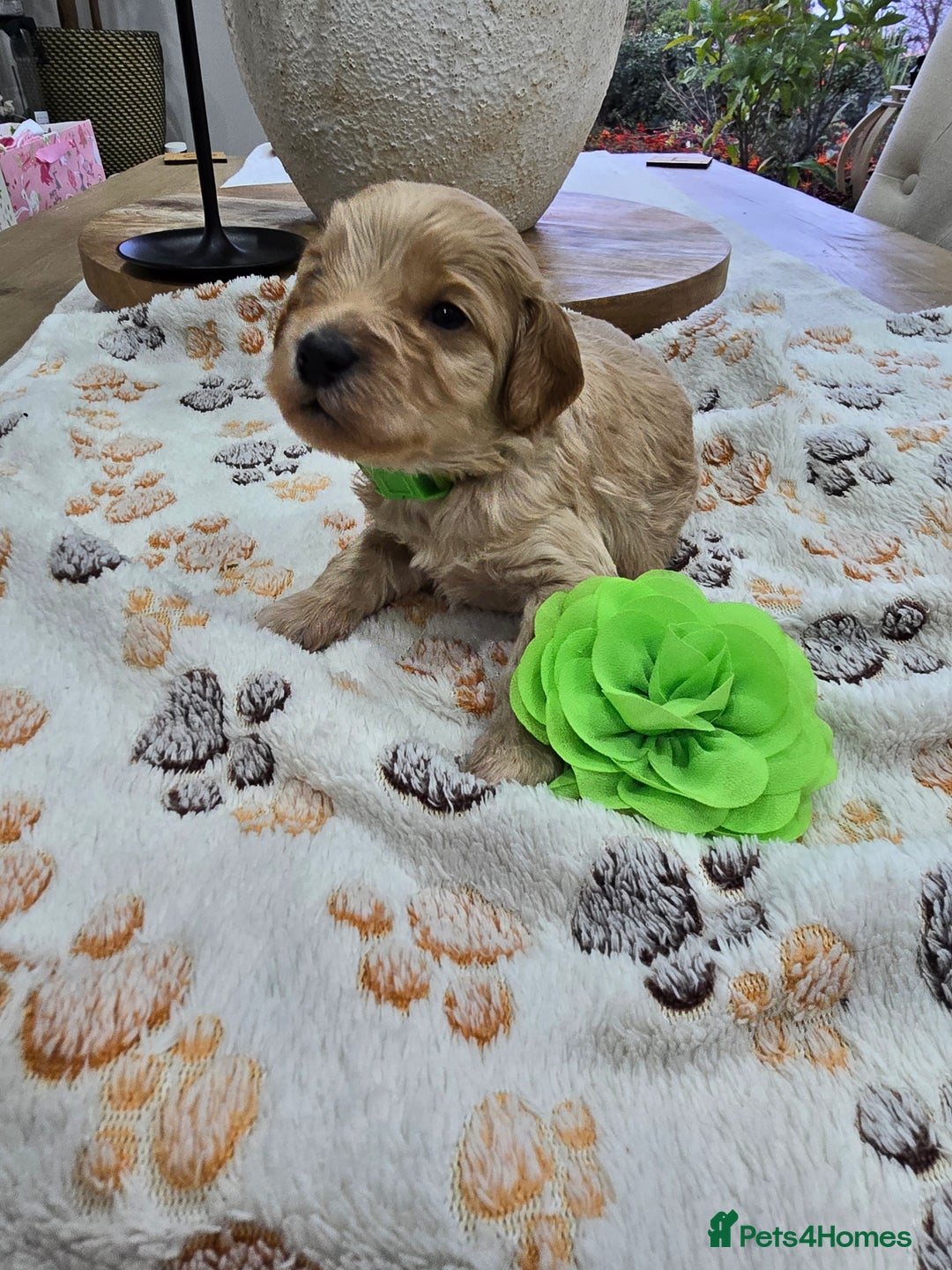 Cavapoo dogs for sale: Beautiful fully health tested cavapoo puppies  - Advert 29