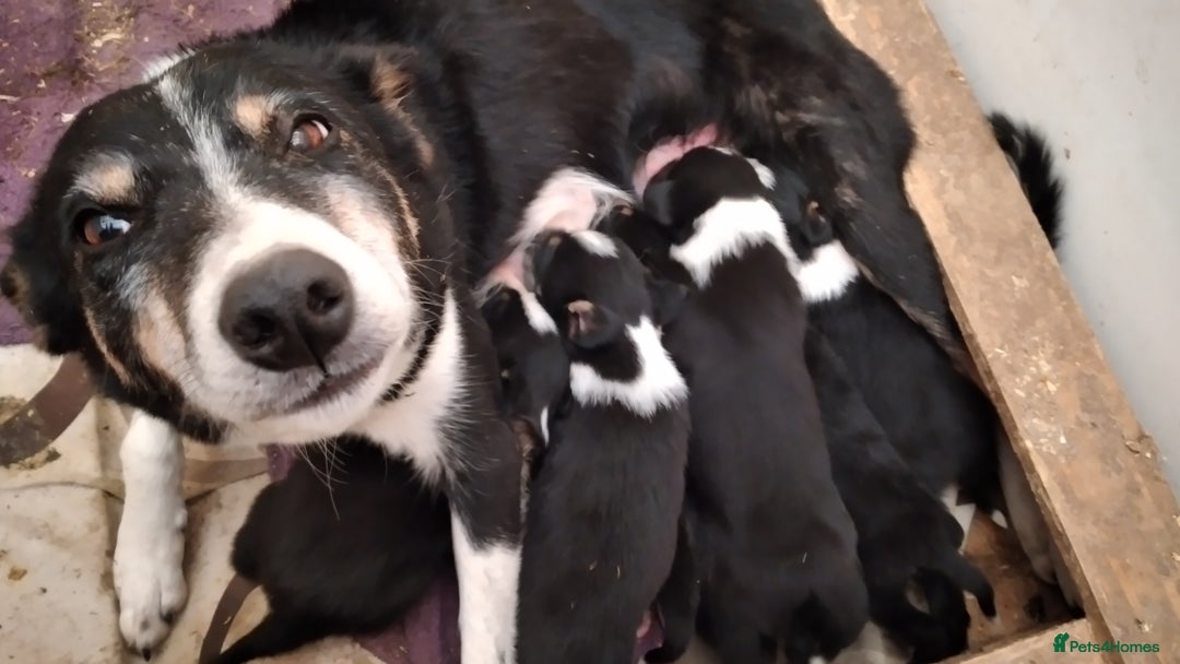 Border Collie dogs for sale: Cheekey Chaps! - Advert 3