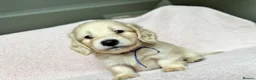 Miniature Dachshund dogs for sale: KC mini ee/ii cream long hair - Advert 10