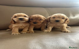 Cocker Spaniel dogs for sale: Kc reg show type cocker spaniels  - Image 10