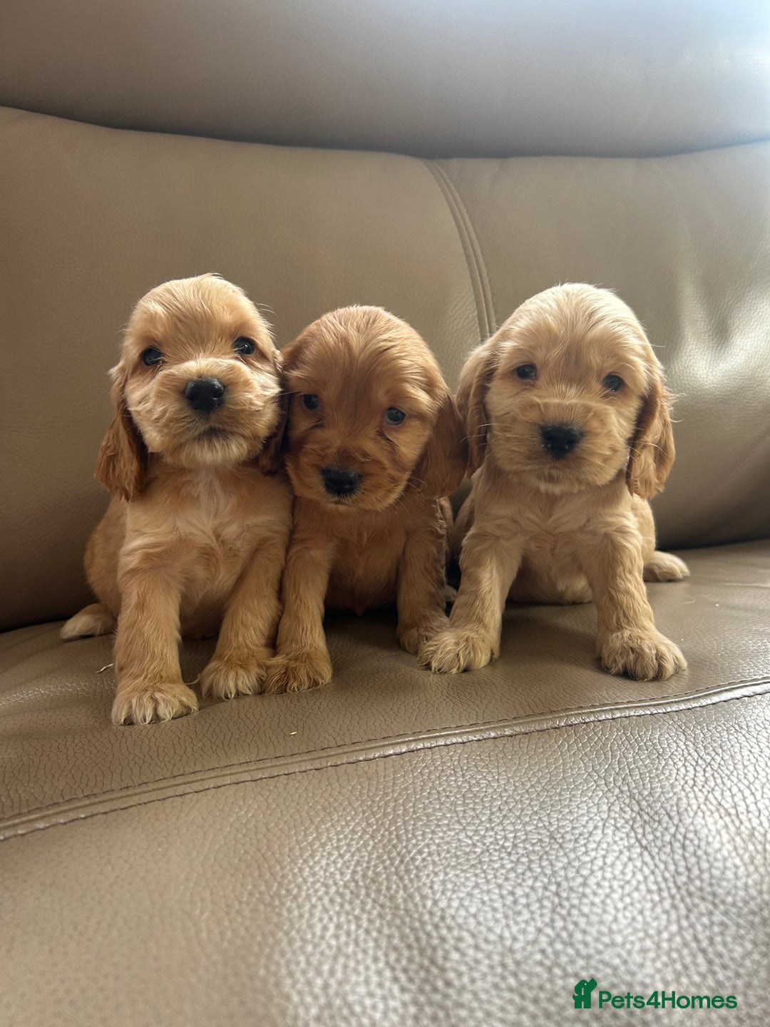 Cocker Spaniel dogs for sale: Kc reg show type cocker spaniels  - Image 10