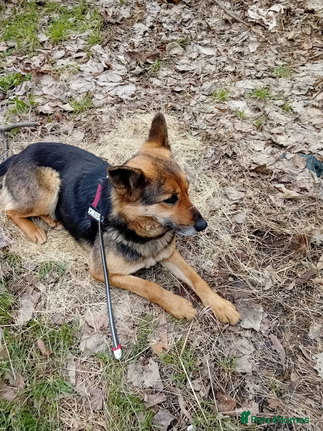 Mixed Breed dogs for adoption: Saved from traffic, now ready for a Loving Home in Nottingham - Advert 1
