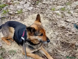 Mixed Breed dogs Saved from traffic, now ready for a Loving Home in Nottingham - Advert 2