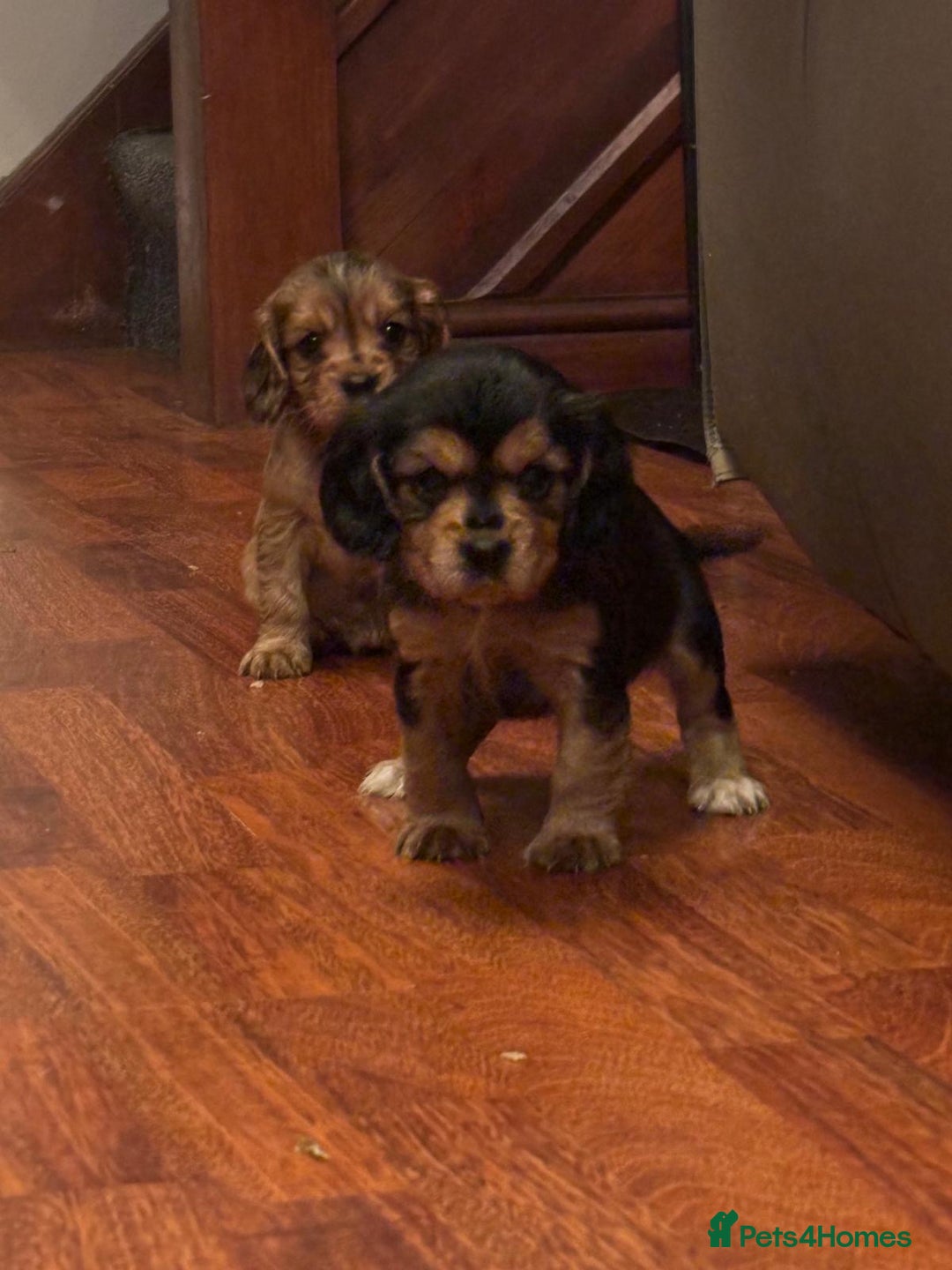 Cockalier dogs for sale: Cockalier puppies - Advert 3