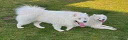 Samoyed dogs for sale: Lovely 4 GIRLS Samoyed puppy - Advert 2