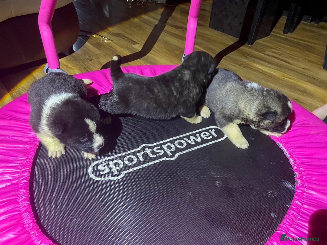 Akita dogs for sale: Stunning American Akita puppies - Advert 7