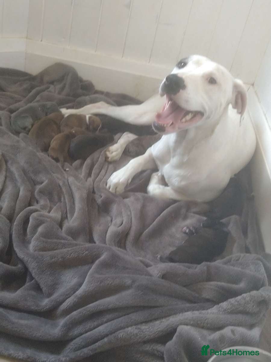 Mixed Breed dogs Staffordshire bull terrier cross - Advert 3