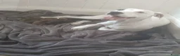 Mixed Breed dogs for sale: Staffordshire bull terrier cross in Immingham - Advert 1