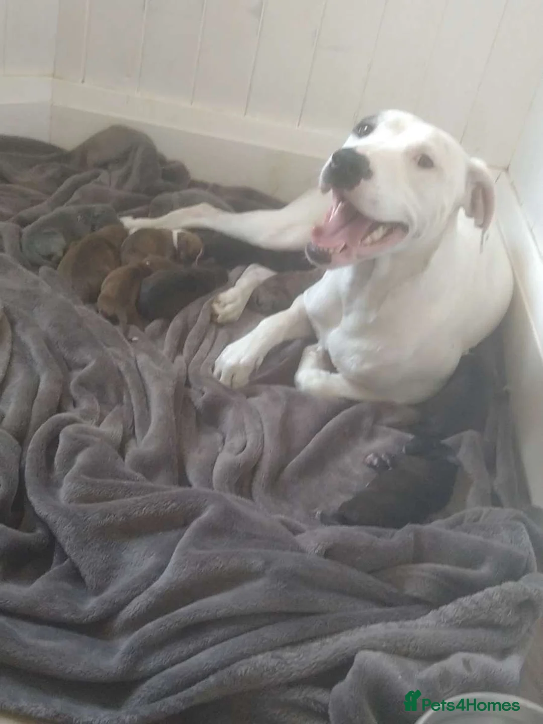Mixed Breed dogs for sale: Staffordshire bull terrier cross in Immingham - Advert 1