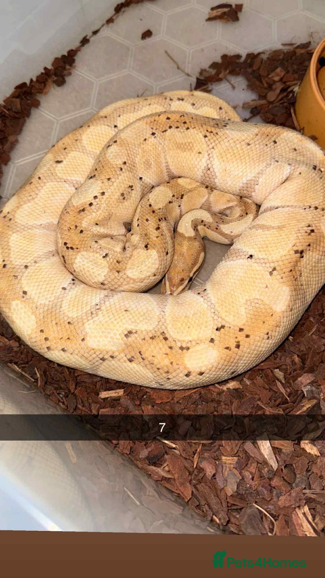 Snake reptiles for sale: Royal Python / Boa  - Image 7