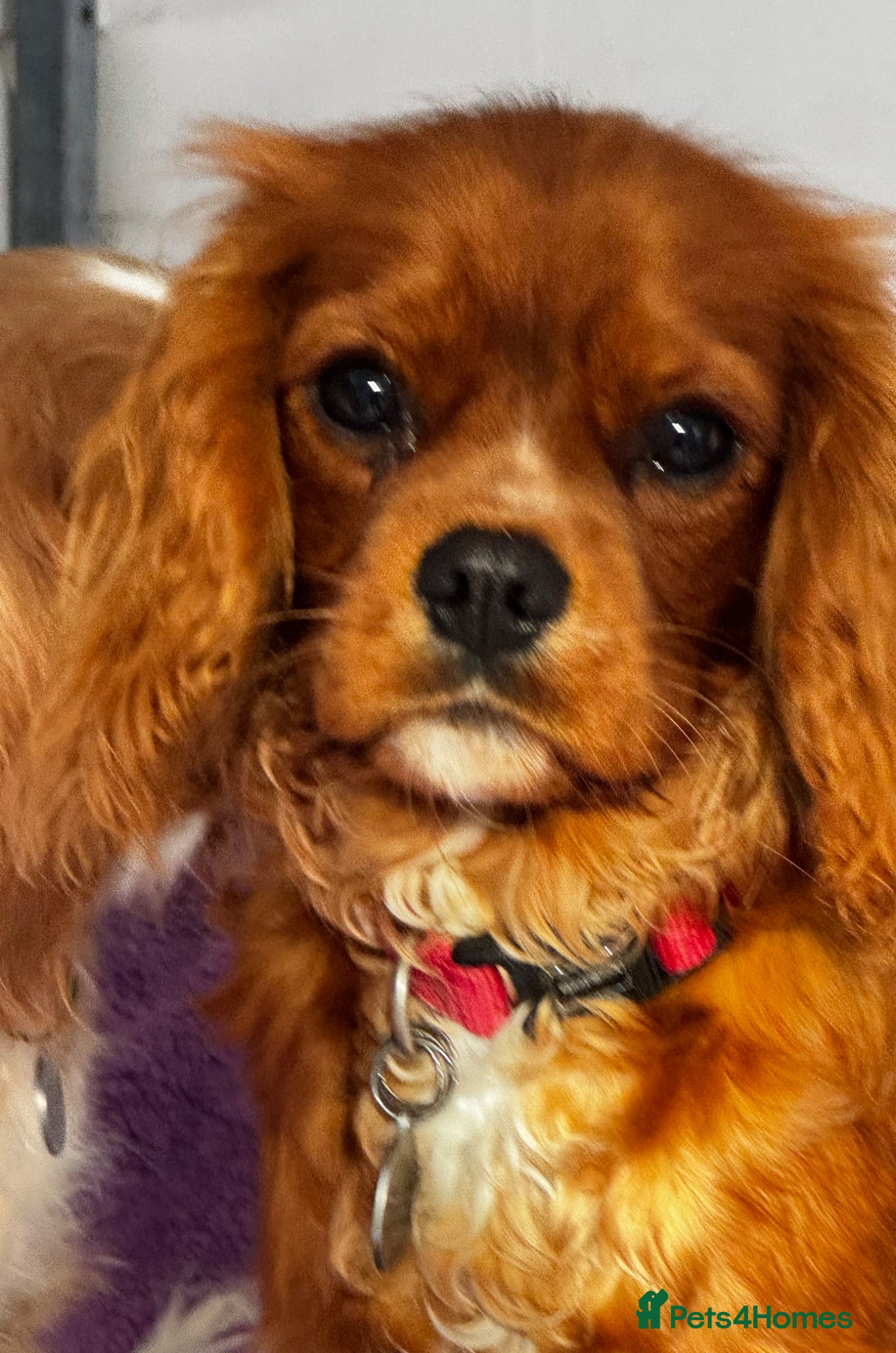 Cavalier King Charles Spaniel dogs KC Reg 8 month old trained boy - Advert 2