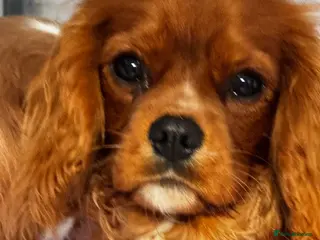 Cavalier King Charles Spaniel dogs KC Reg 8 month old trained boy - Advert 2