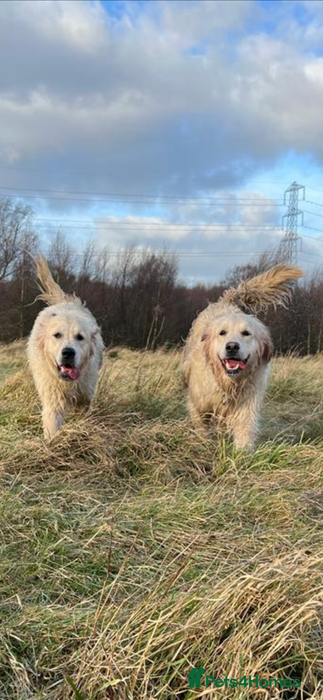 Golden Retriever dogs for sale: Perfectly Awesome Golden Retrievers  - Advert 16