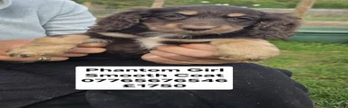 Cockapoo 5