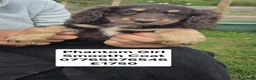 Cockapoo dogs for sale: Quality Cockapoo Puppies Homebred Domestic Licence - Advert 4