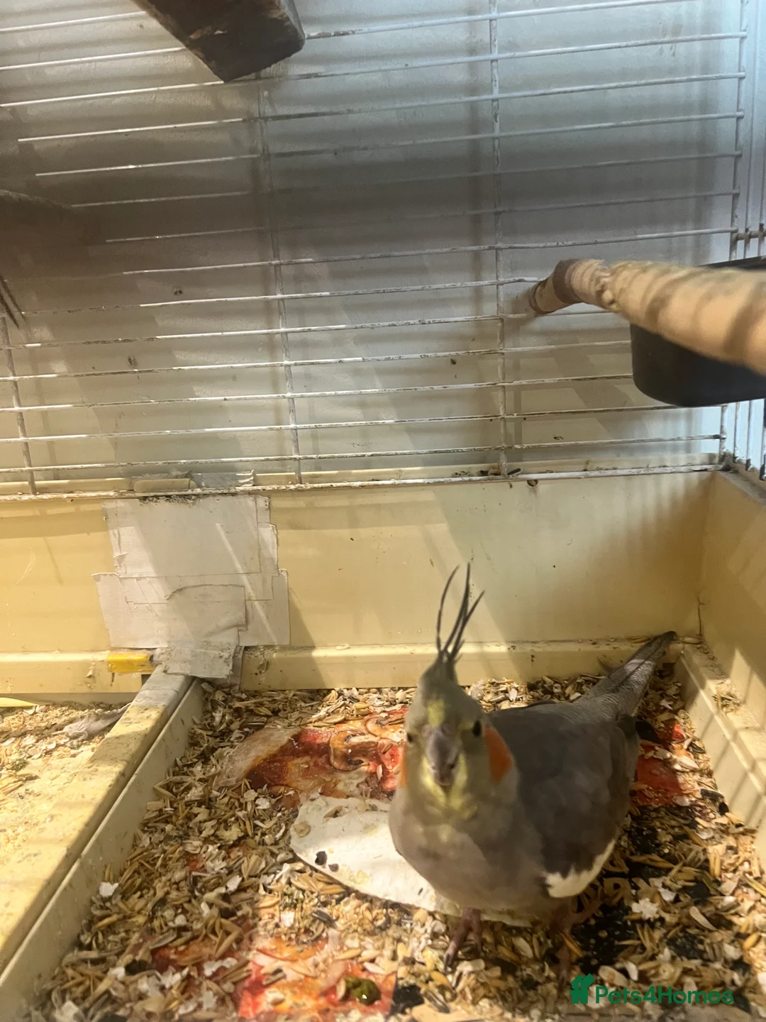 Cockatiels birds for sale: 3 cockatiels 2 girls 1 boy £100 all 3 - Advert 4