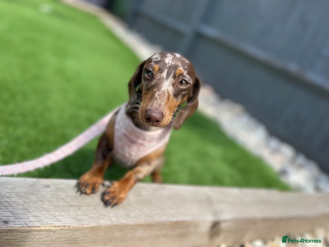 Miniature Dachshund dogs for sale: KC registered Miniature Dachshund PRA clear - Advert 4