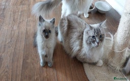 Ragdoll cats for sale: Ragdolls ready for forever homes 😻 2 males left  in Biggar - Image 8