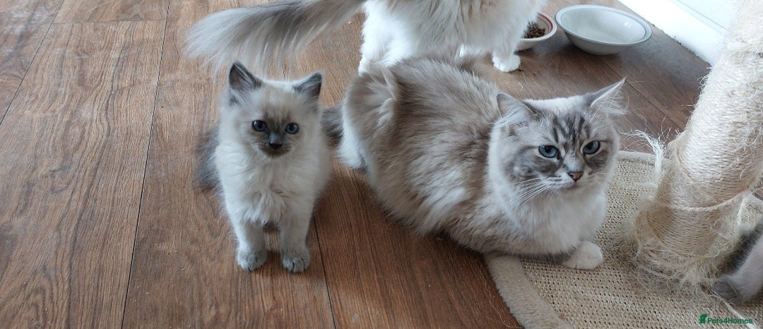 Ragdoll cats for sale: Ragdolls ready for forever homes 😻 2 males left  in Biggar - Image 8