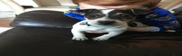 Jack Chi dogs for sale: Jackawawa pups  - Advert 2