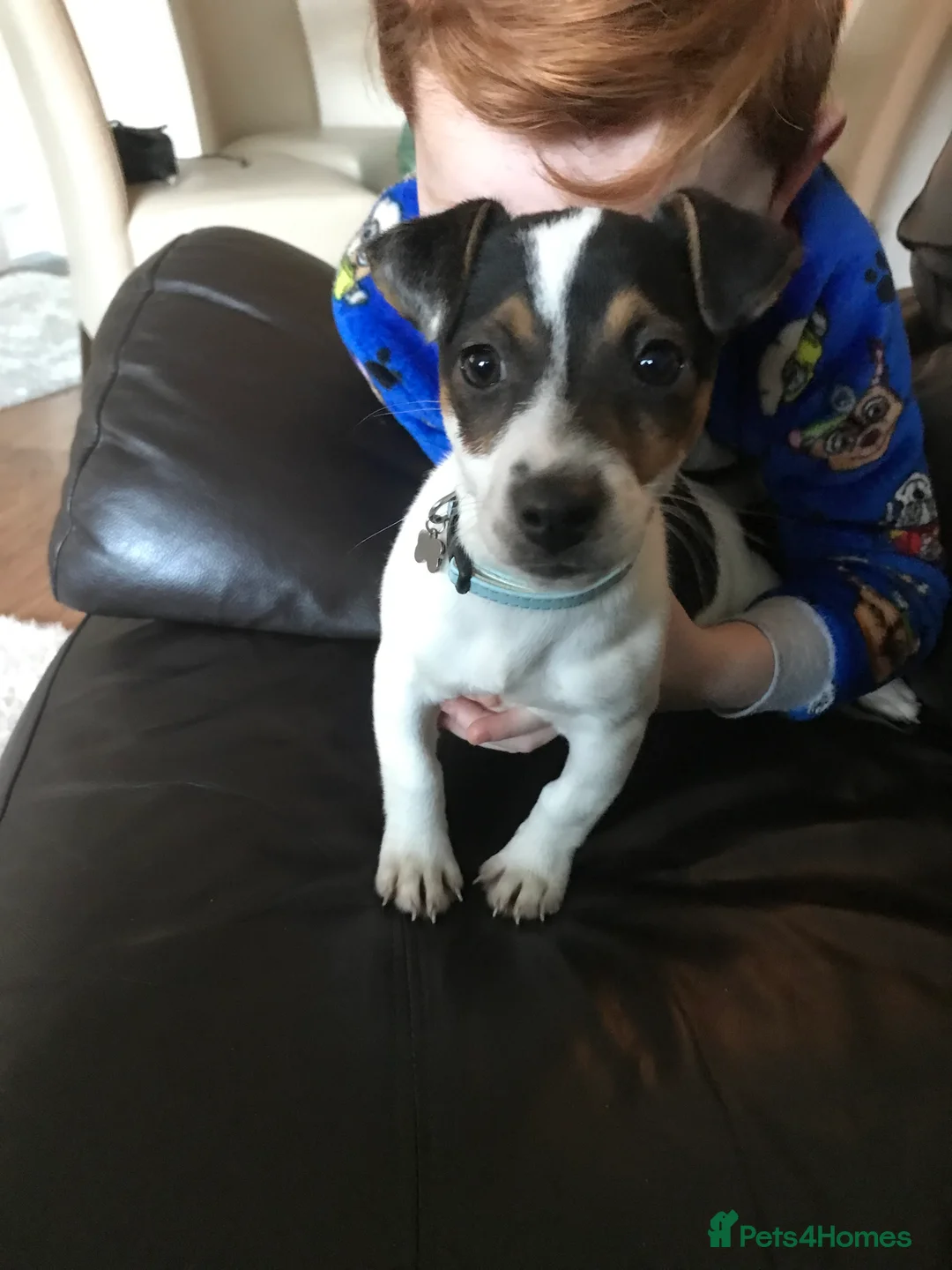 Jack Chi dogs for sale: Jackawawa pups  - Advert 2
