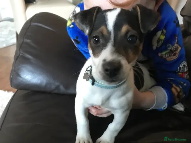 Jack Chi dogs for sale: Jackawawa pups - Advert 2