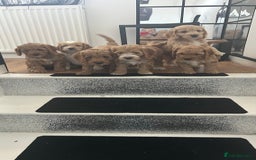 Cockapoo dogs for sale: Cockapoo in Chesterfield - Image 3