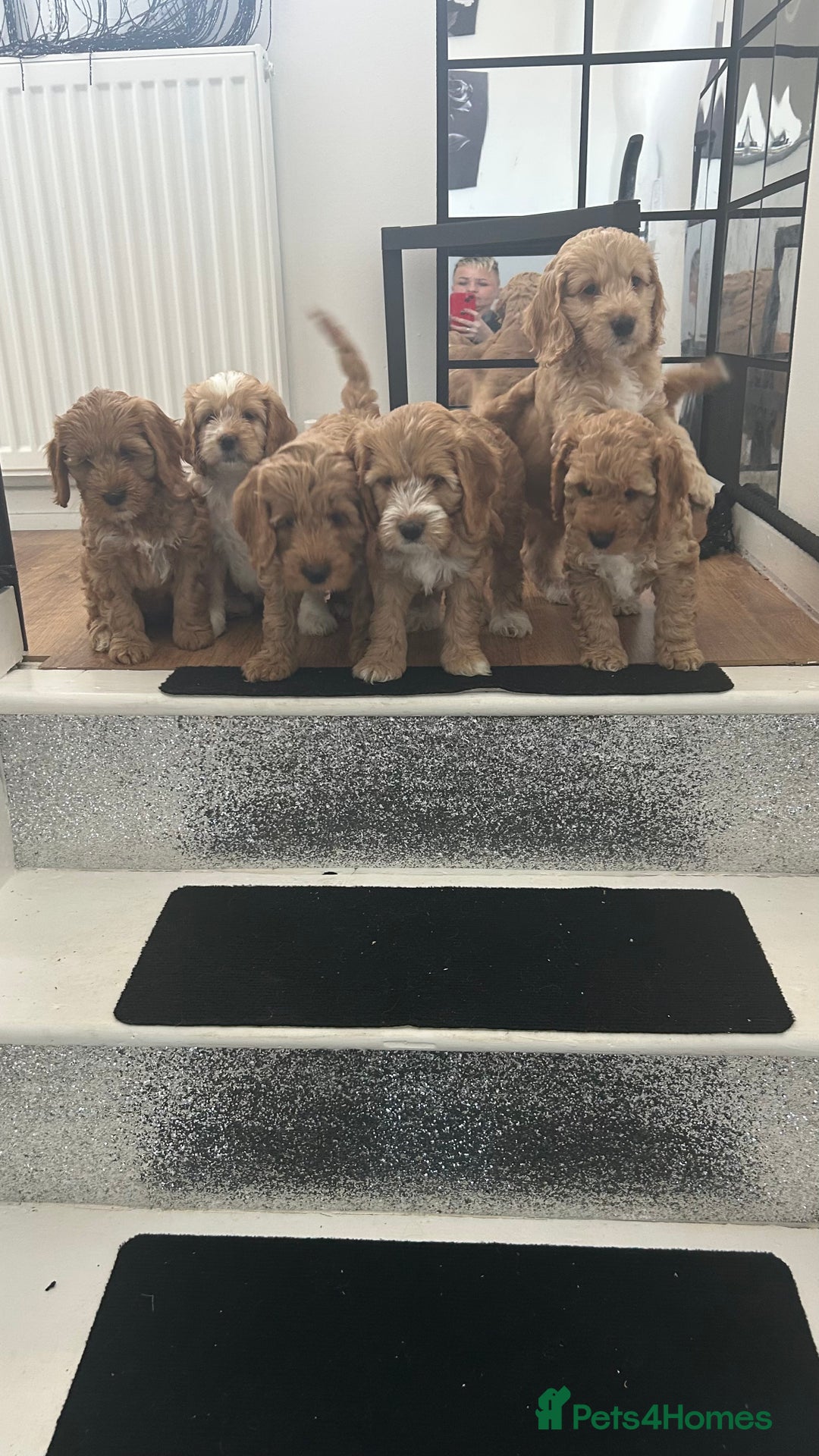 Cockapoo dogs for sale: Cockapoo in Chesterfield - Image 3