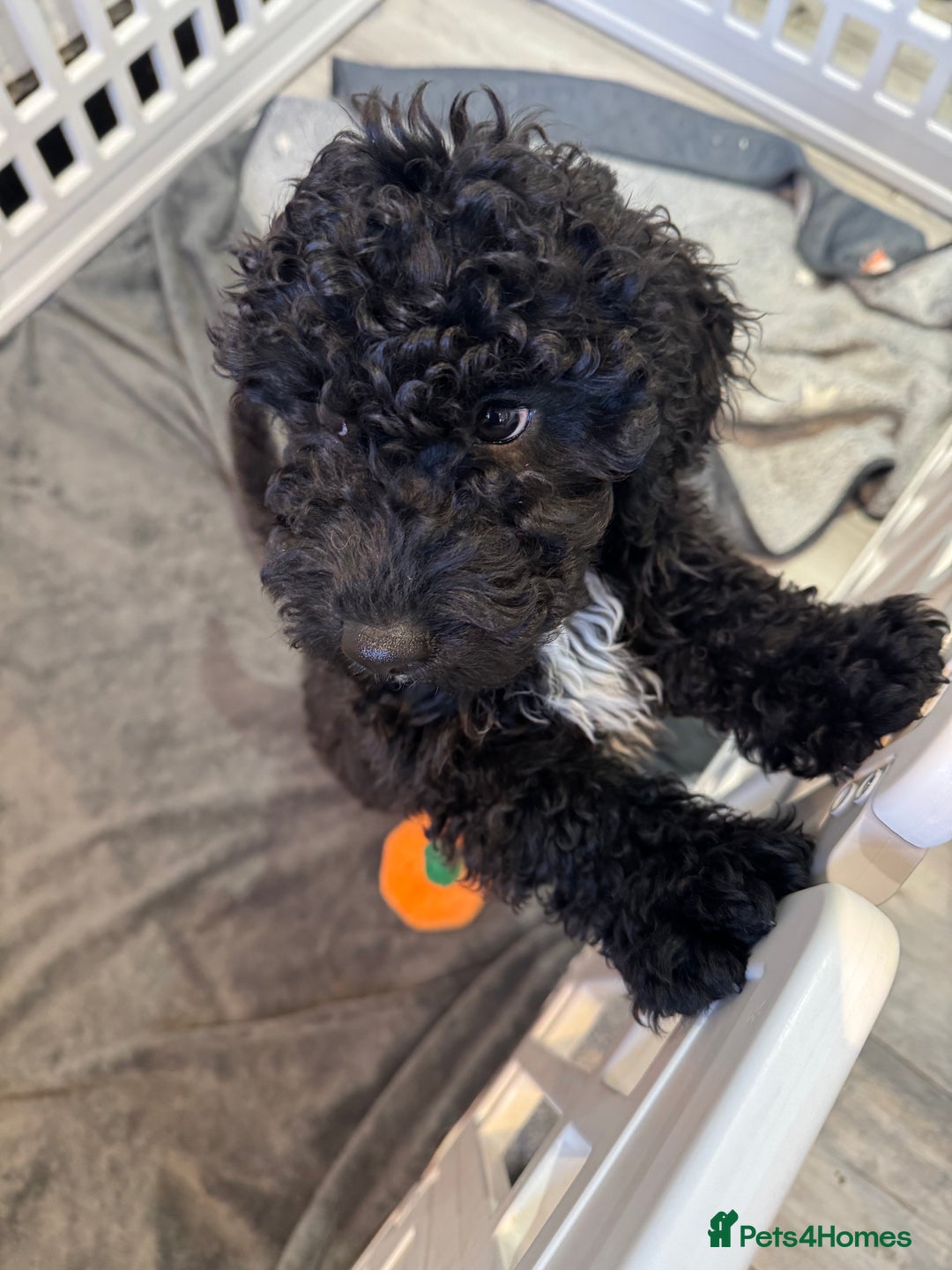 Cockapoo dogs for sale: Beautiful Cockapoos Full Health Tested  - Image 11