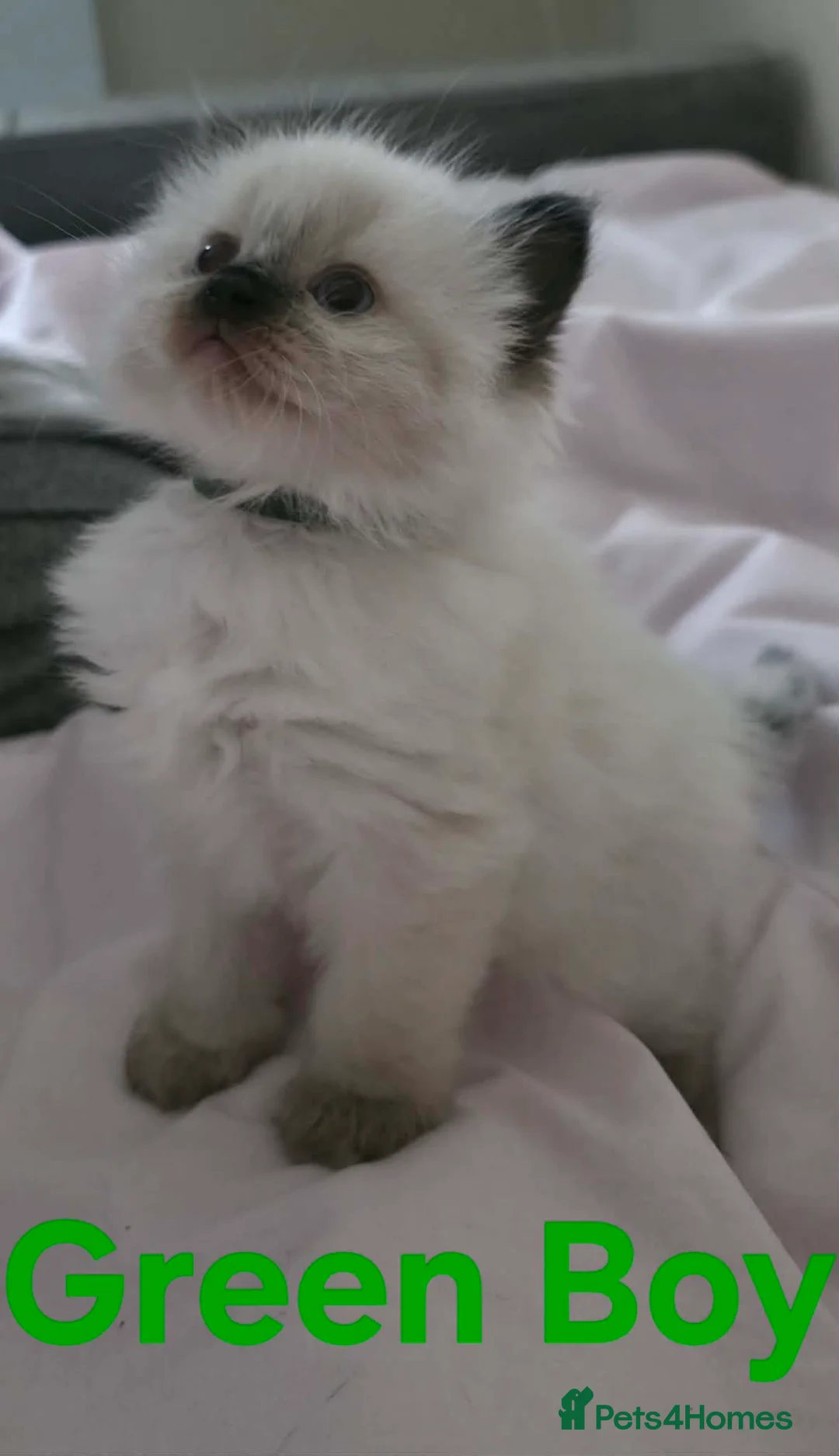 Ragdoll cats for sale: 3 beautiful male ragdoll kittens  - Advert 8