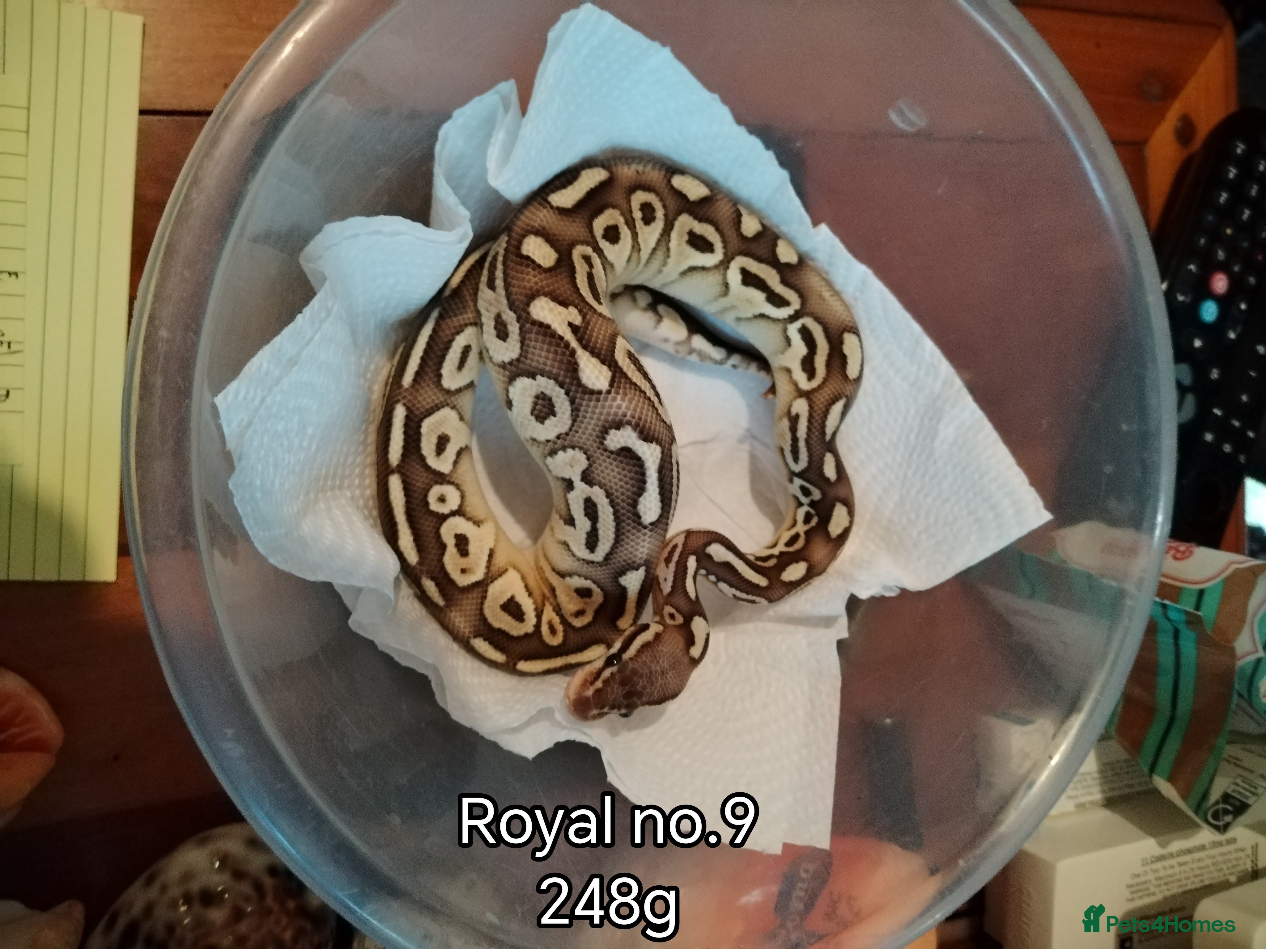 Python Snake reptiles Royal python juveniles  - Advert 12