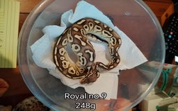 Python Snake reptiles for sale: Royal python juveniles  - Image 1