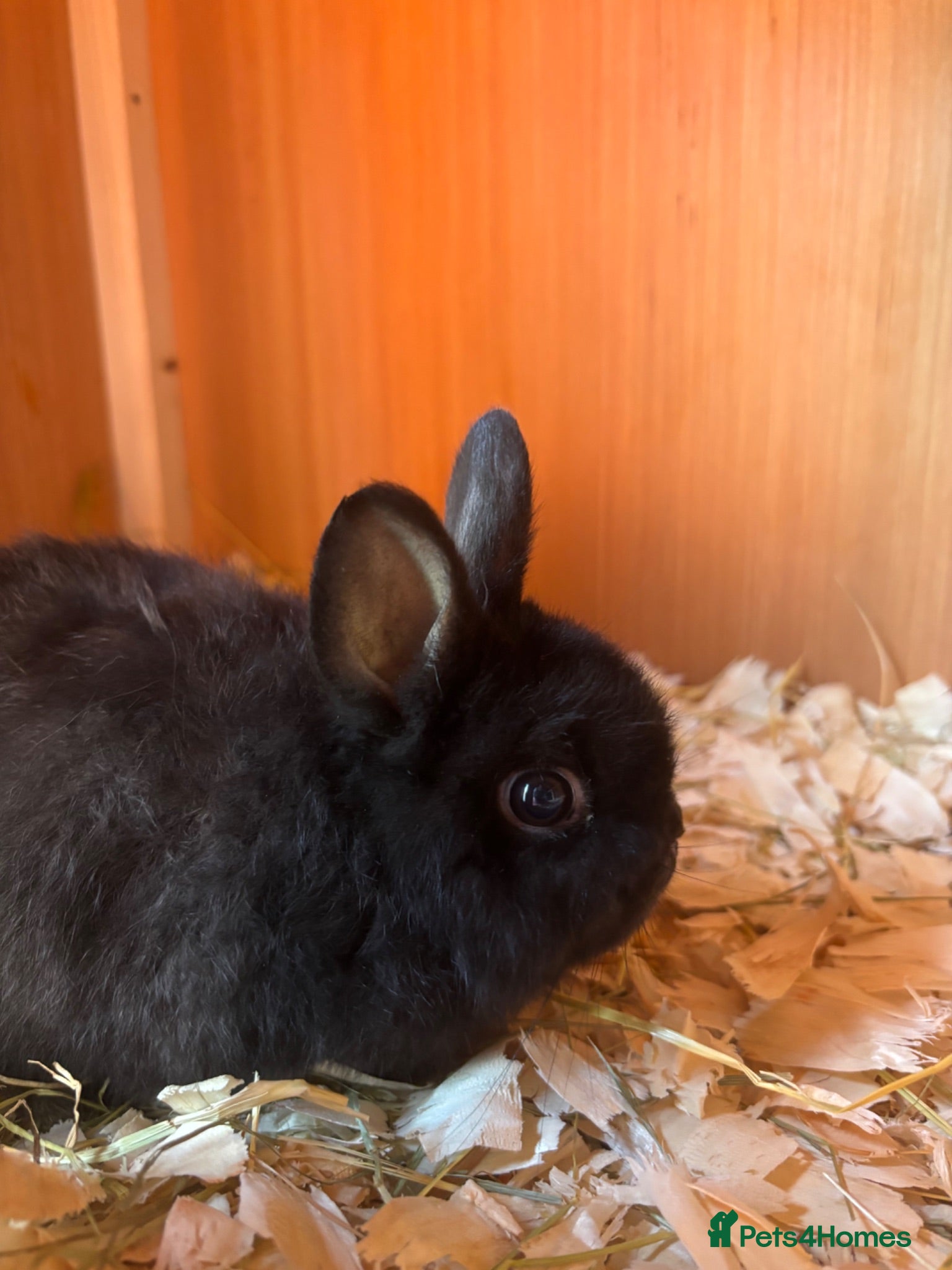 Netherland Dwarf rabbits Netherland dwarf boy looking for 5⭐️ home  - Advert 1