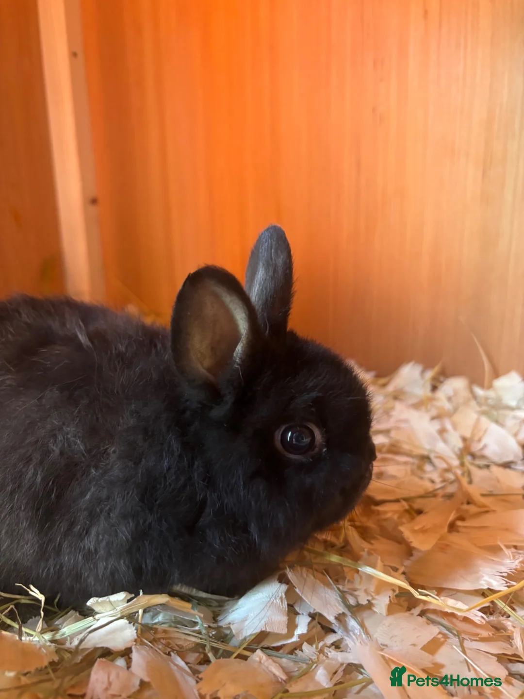 Netherland Dwarf rabbits for sale: Netherland dwarf boy looking for 5⭐️ home  - Advert 1