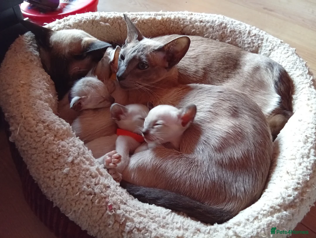 Siamese cats for sale: Gorgeous Siamese kittens!! - Advert 3
