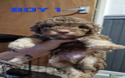 Cockapoo dogs for sale: Cockapoo - Image 4