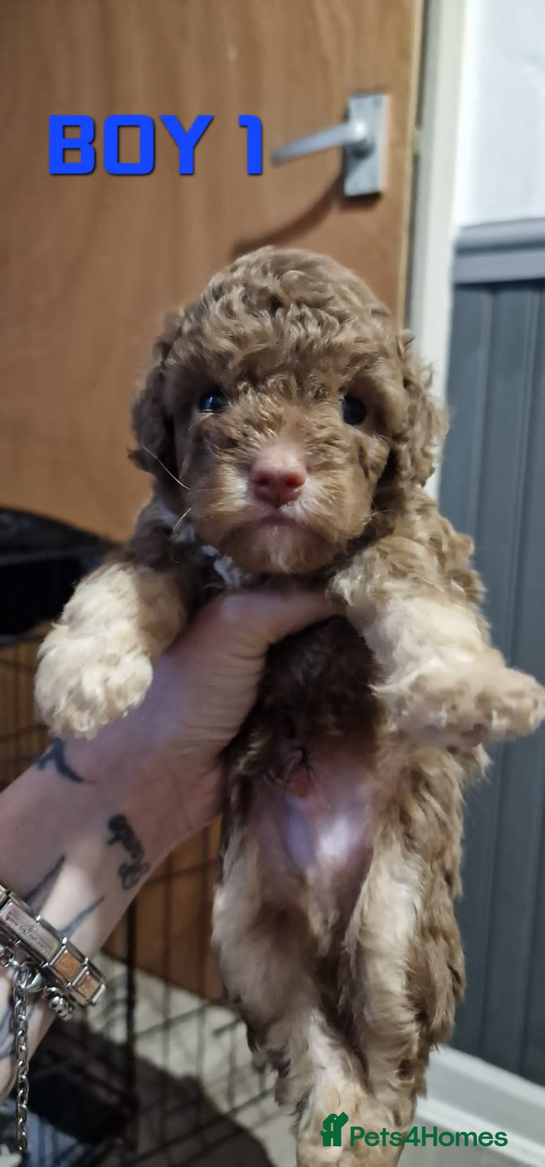 Cockapoo dogs for sale: Cockapoo - Image 4