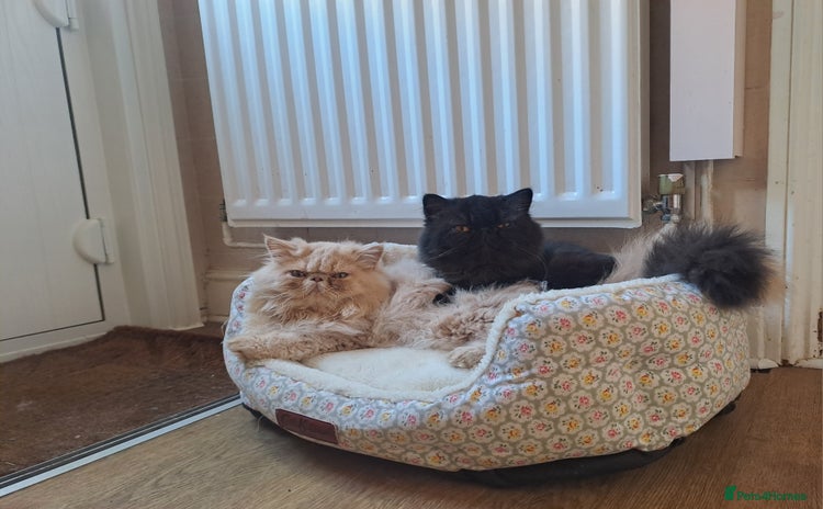 Persian cats - Advert 1
