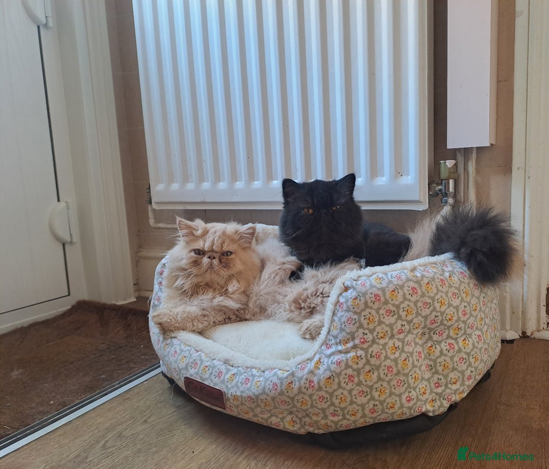 Persian cats for stud: Gccf brother's for stud!!  - Image 1