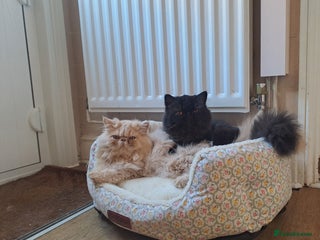 Persian cats - Advert 15