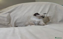 Ragdoll cats for sale: Beautiful Ragdoll kittens - Image 11