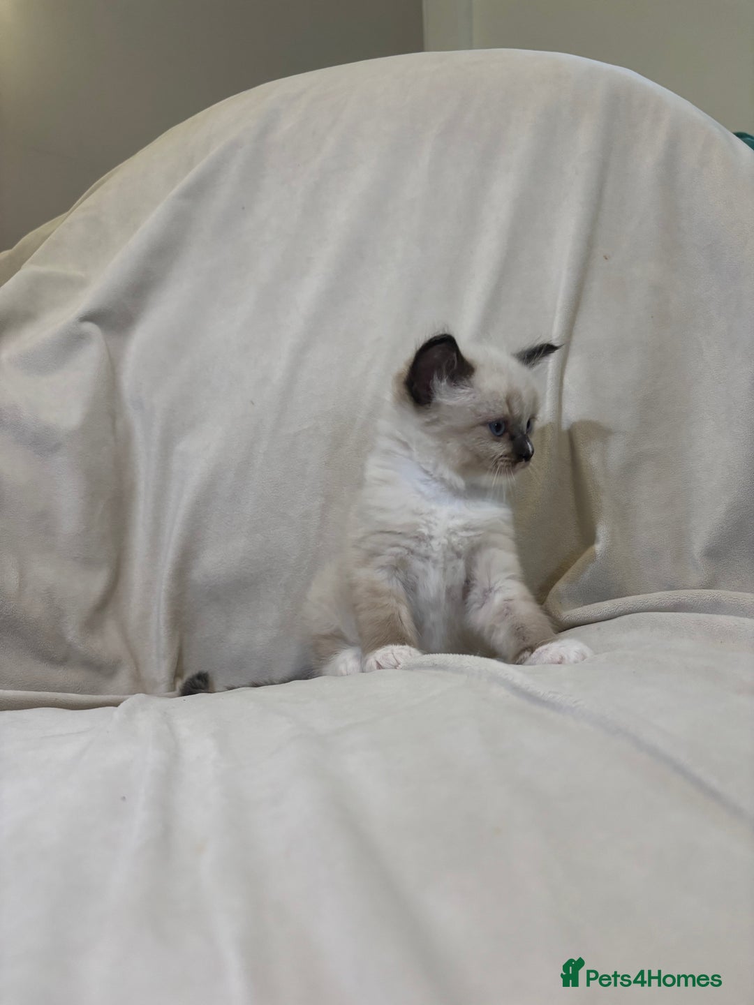 Ragdoll cats for sale: Beautiful Ragdoll kittens - Image 11