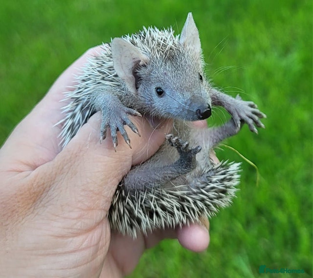 Pygmy Hedgehog rodents for sale: Lesser Tenrecs unsexed and DNA sexed female - Advert 5